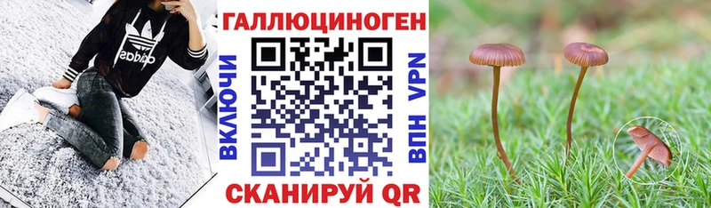 Псилоцибиновые грибы Psilocybine cubensis  Макарьев 